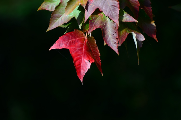 red fall leaves sigckgc flickr.jpg