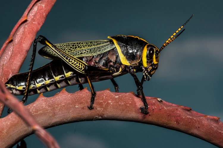 Horse lubber grasshopper Jerry Kirkhart Flickr