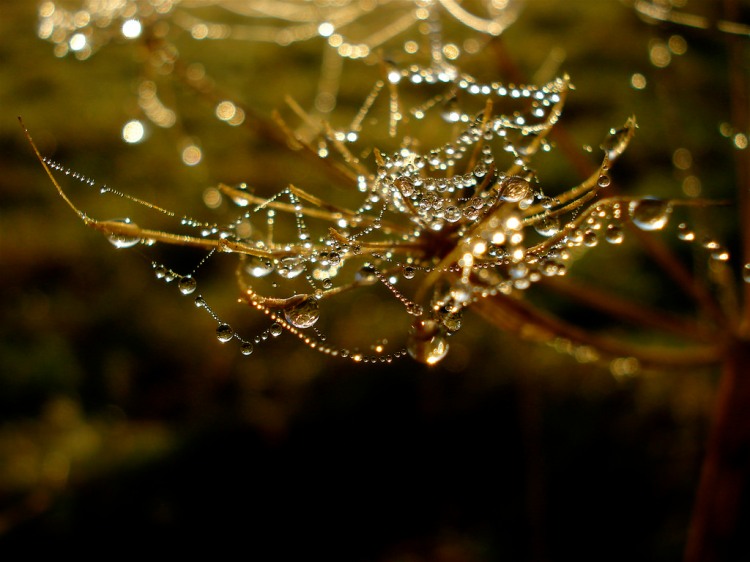 Morning dew on spiders web.allspossible.org.flickr